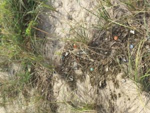 gunnison beach cleanup dunes litter sandy hook nj nude beach yna felicitys blog