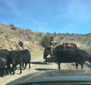 verde hot springs fossil creek cowboys cattle herd clothing optional review felicitys blog