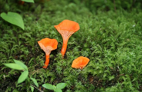 mohonk preserve nude section orange mushrooms naked nature new paltz ny felicitys blog